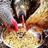 Kako dati krmnu smjesu kokošima nesilicama - da li je moguće kuhati suvo